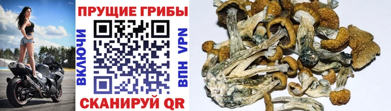 Галлюциногенные грибы MAGIC MUSHROOMS  Салехард 